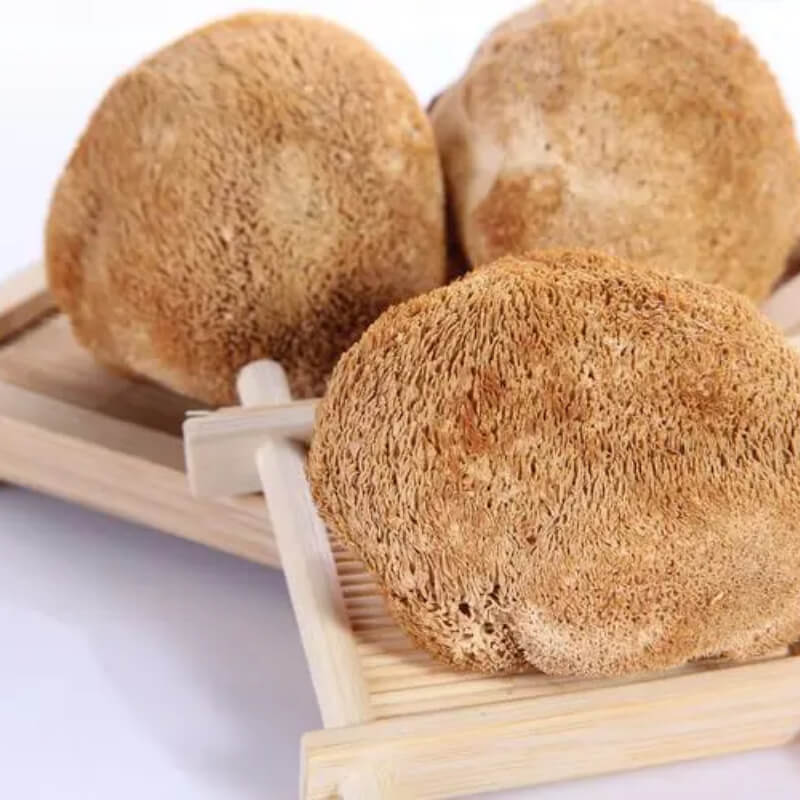 Lion's Mane Mushroom Extract