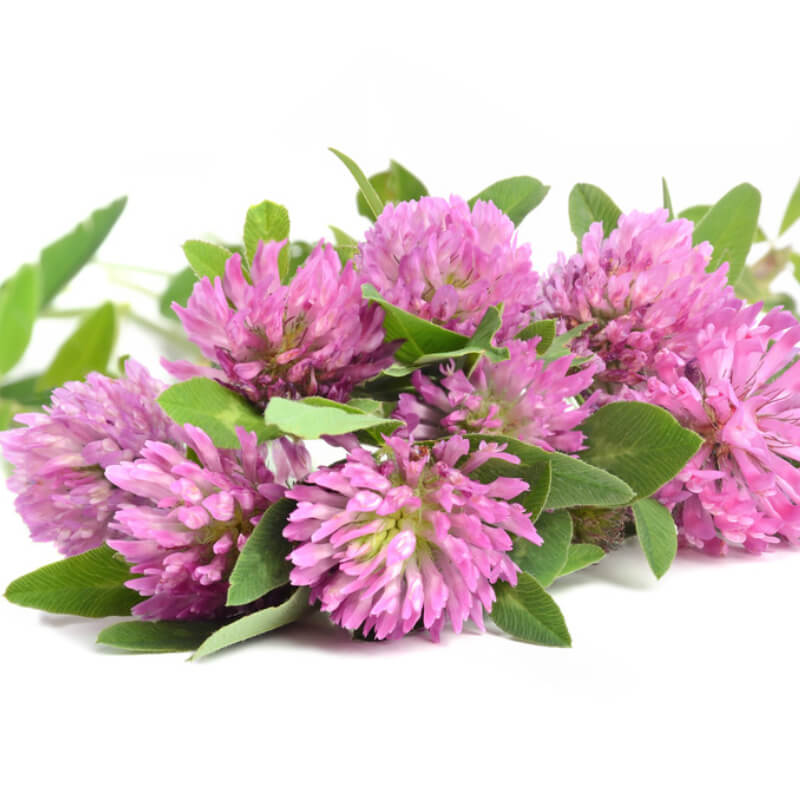 Red Clover Extract