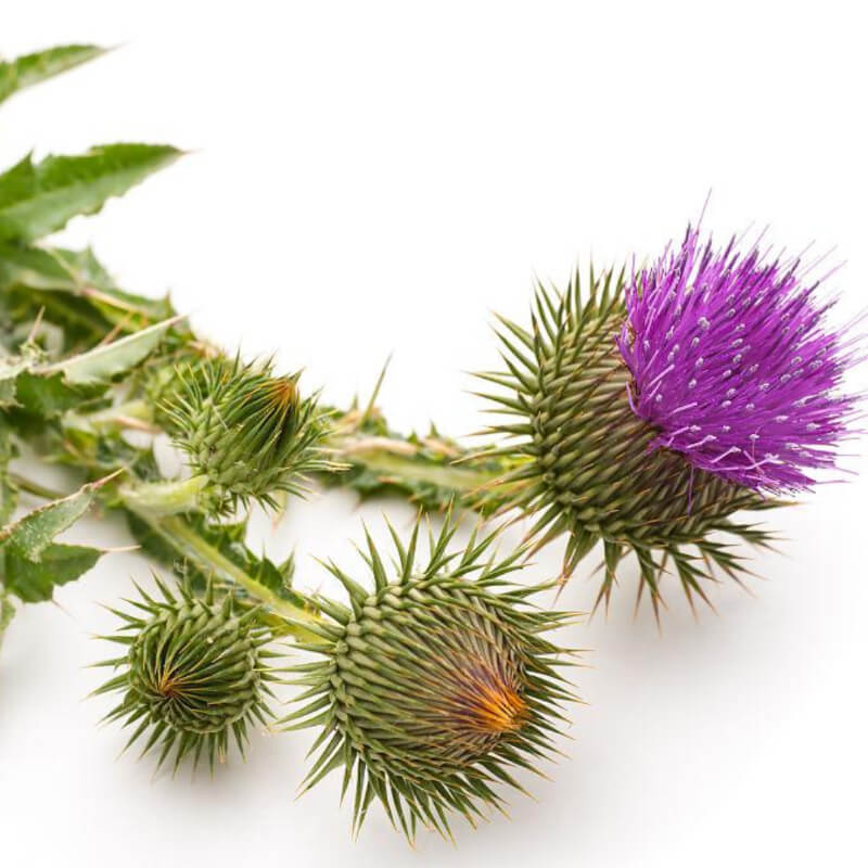 Milk Thistle Extract