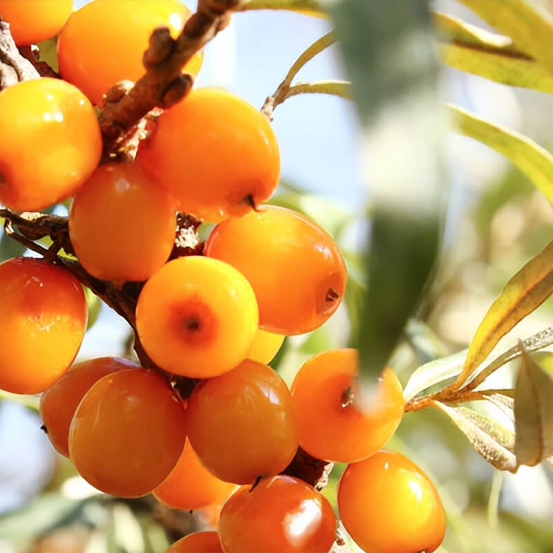 Sea Buckthorn Fruit Oil